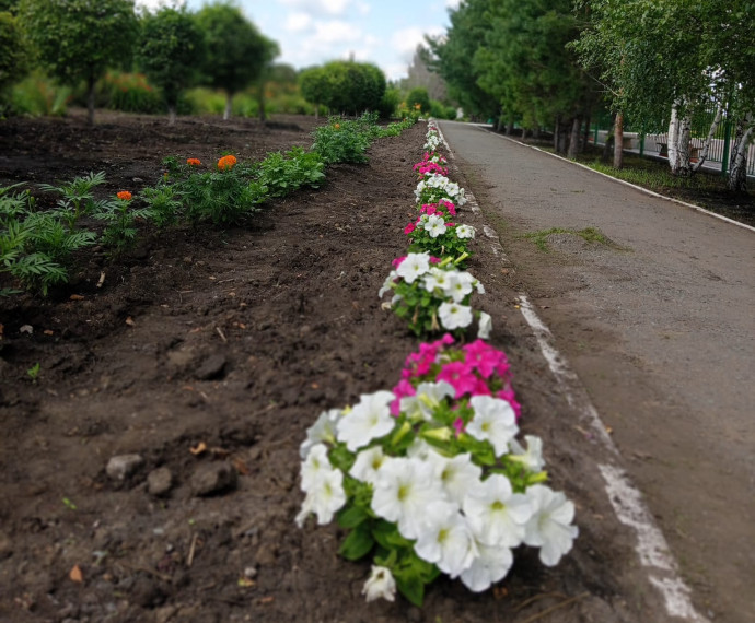 Пришкольный участок – лицо школы.